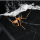 Illustration for article titled Male Black Widows Go To Crazy Lengths To Keep A Female To Themselves